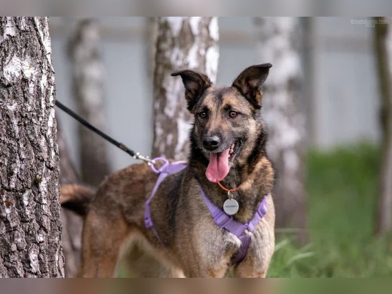 Verschmuste Birma sucht ruhiges Zuhause