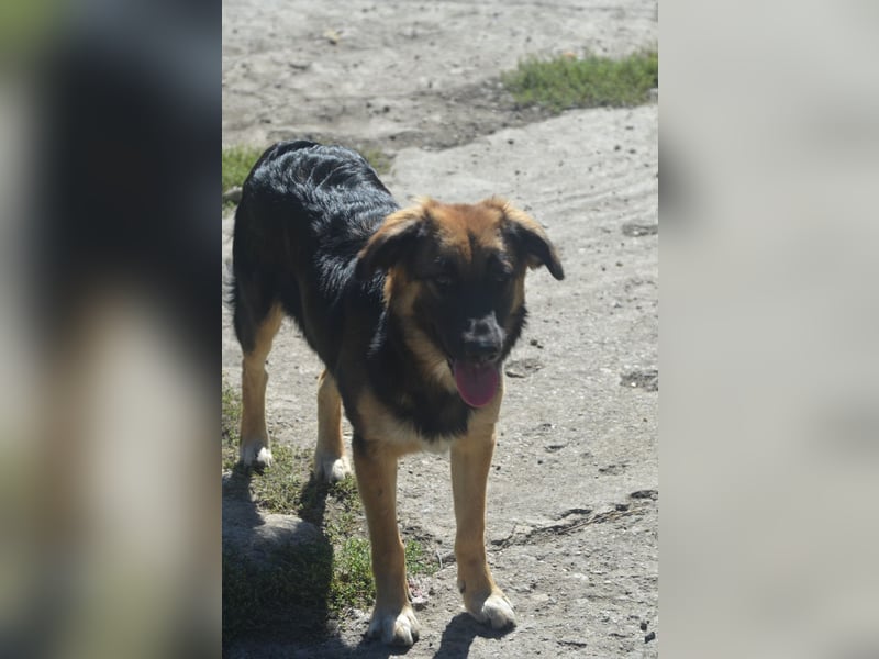 KAYA - süße Kuschelmaus sucht ein Zuhause