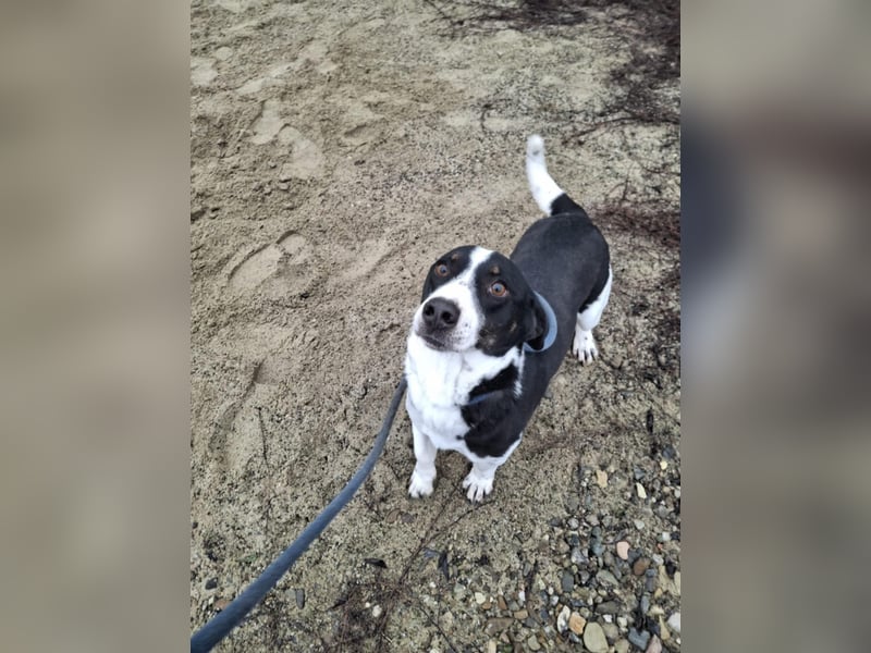PEPITO - er wartet schon so lange