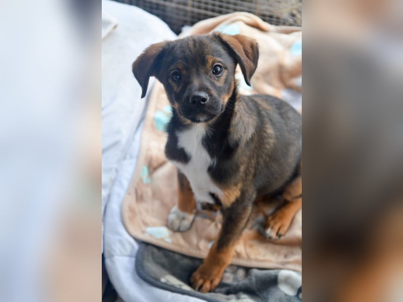 TEDDY - Schmusehund sucht Kuschelkörbchen