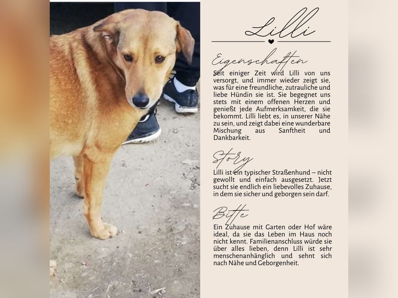 LILLI sucht ein liebes Zuhause