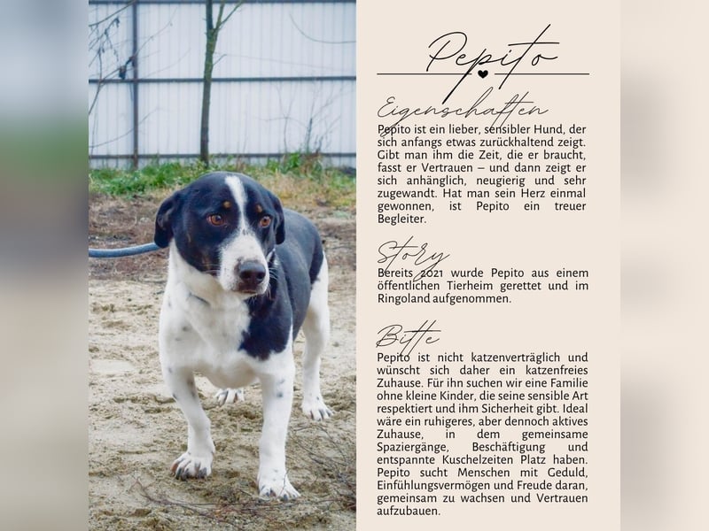 PEPITO - er wartet schon so lange