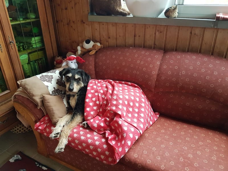 CORA sucht ein liebevolles Zuhause
