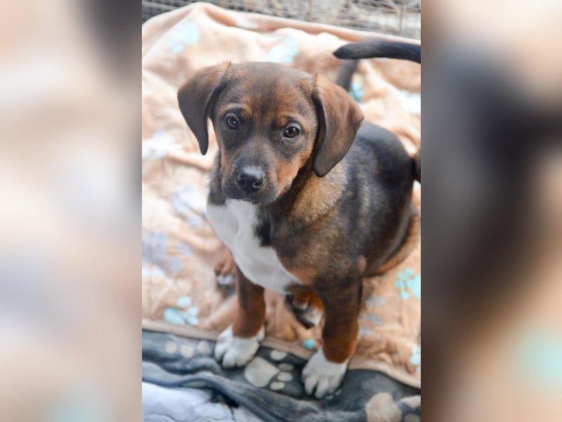 JACK - sanfter Boy sucht Familie zum Kuscheln