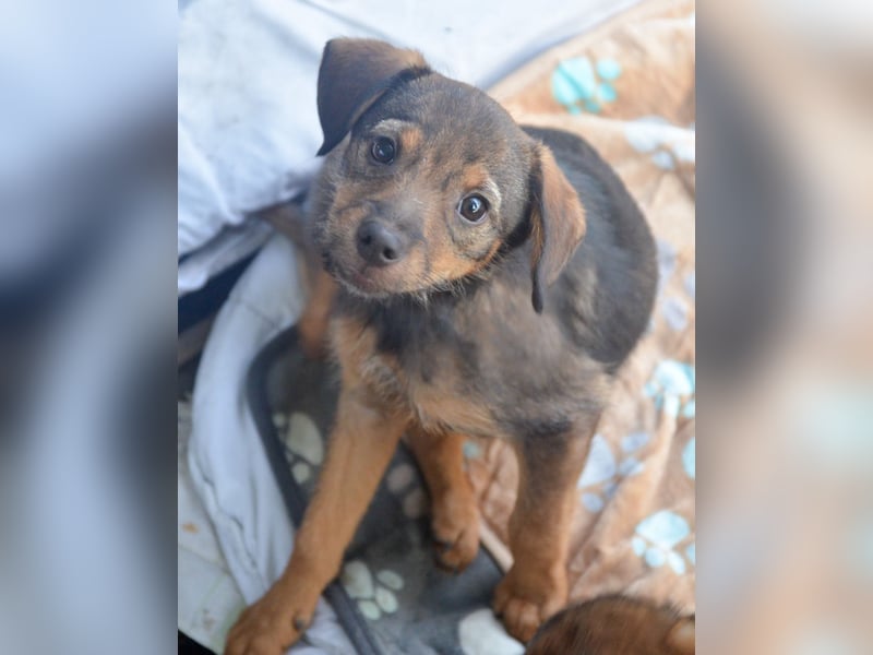 ALEXIS -freundlicher Bub sucht Familie