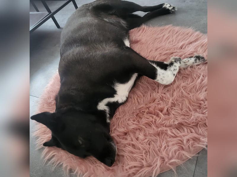 JOY sucht eine Familie