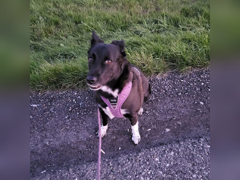 JOY sucht eine Familie