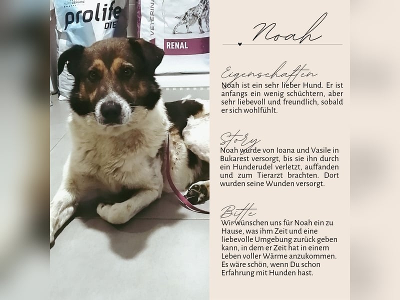 NOAH sucht eine liebe Familie
