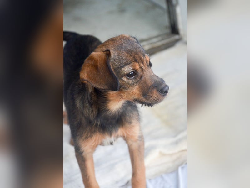 ALEXIS -freundlicher Bub sucht Familie