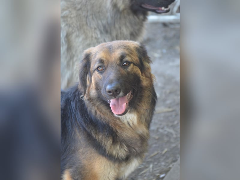 KAYA - süße Kuschelmaus sucht ein Zuhause