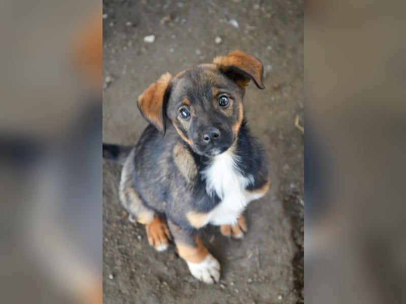 TEDDY - Schmusehund sucht Kuschelkörbchen