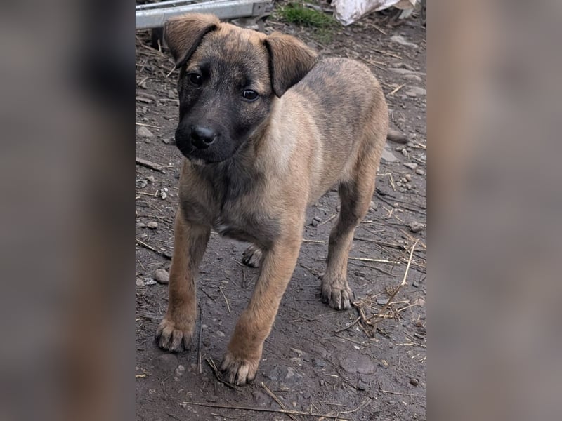 YUKI - süß, sanft, freundlich