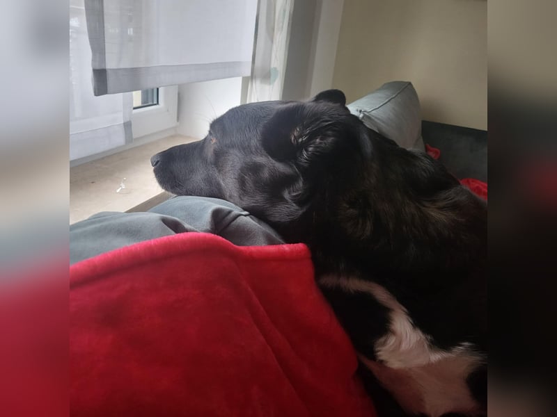 JOY sucht eine Familie