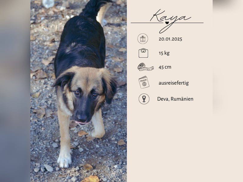 KAYA - süße Kuschelmaus sucht ein Zuhause