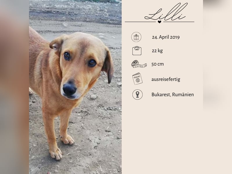 LILLI sucht ein liebes Zuhause