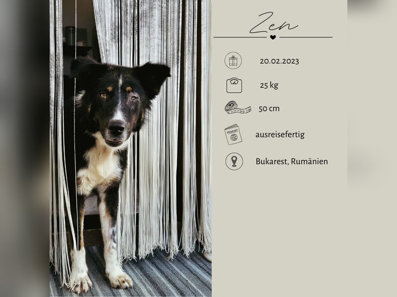 ZEN - der Junge, der sein Glück sucht