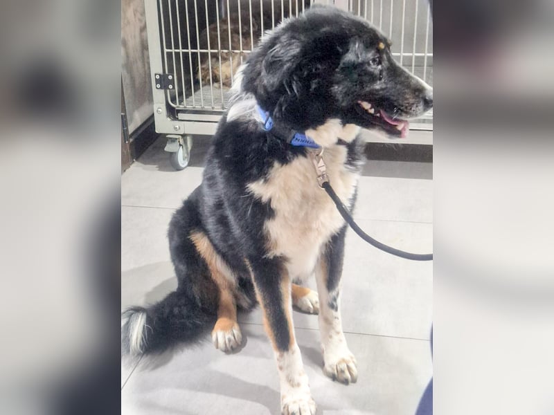 ZEN - der Junge, der sein Glück sucht