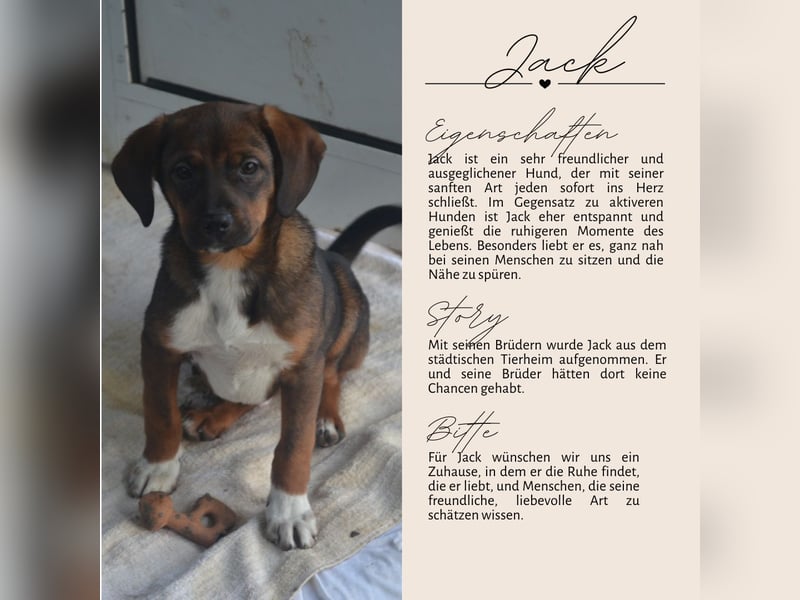 JACK - sanfter Boy sucht Familie zum Kuscheln