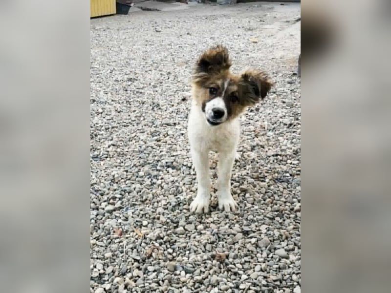 SUSIE - sanfte Schönheit sucht eine Familie