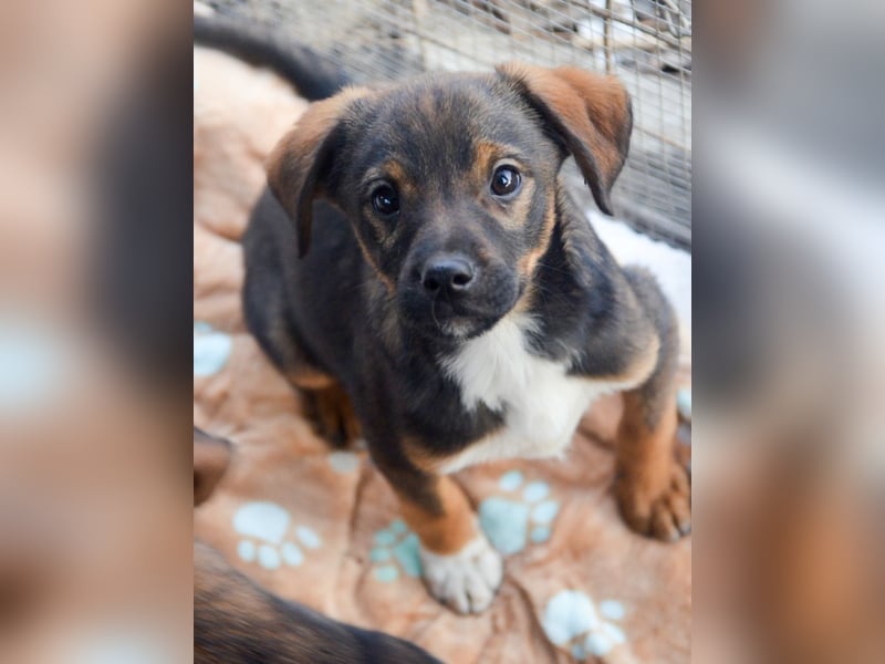 TEDDY - Schmusehund sucht Kuschelkörbchen