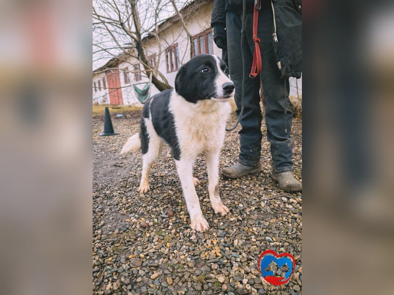 ACE - sanfter Rüde sucht Familie