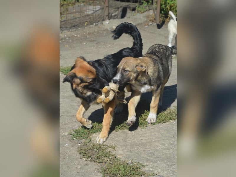 KAYA - süße Kuschelmaus sucht ein Zuhause