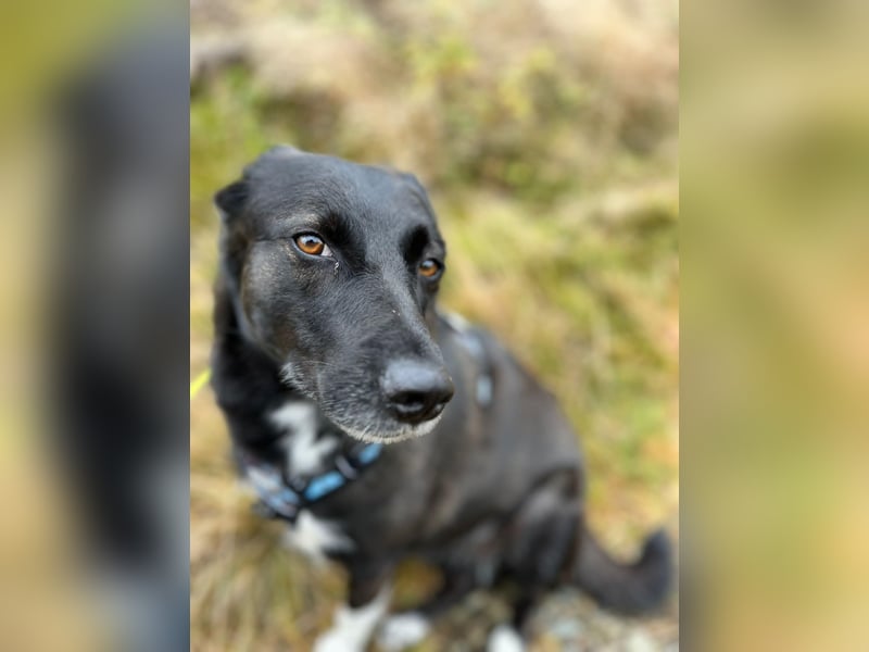 JOY sucht eine Familie