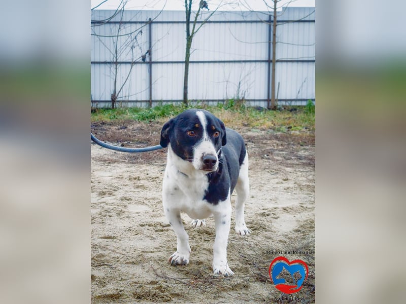 PEPITO - er wartet schon so lange