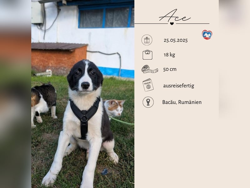 ACE - sanfter Rüde sucht Familie