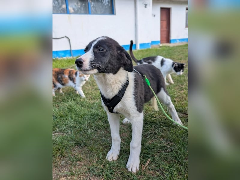 ACE - sanfter Rüde sucht Familie