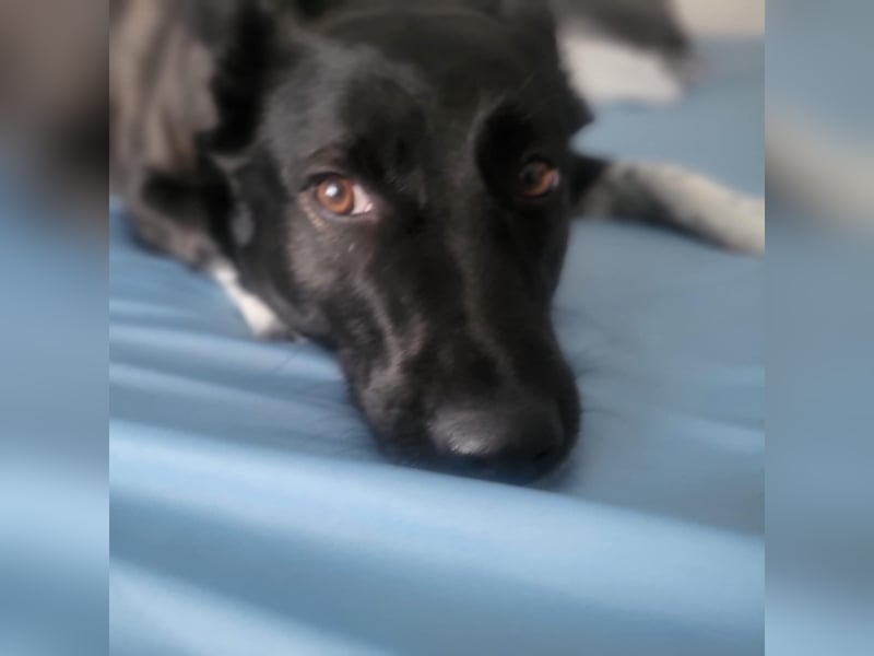 JOY sucht eine Familie