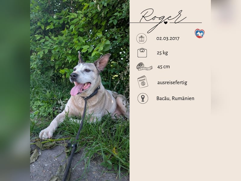 ROGER - seine Hoffnung gibt er nicht auf
