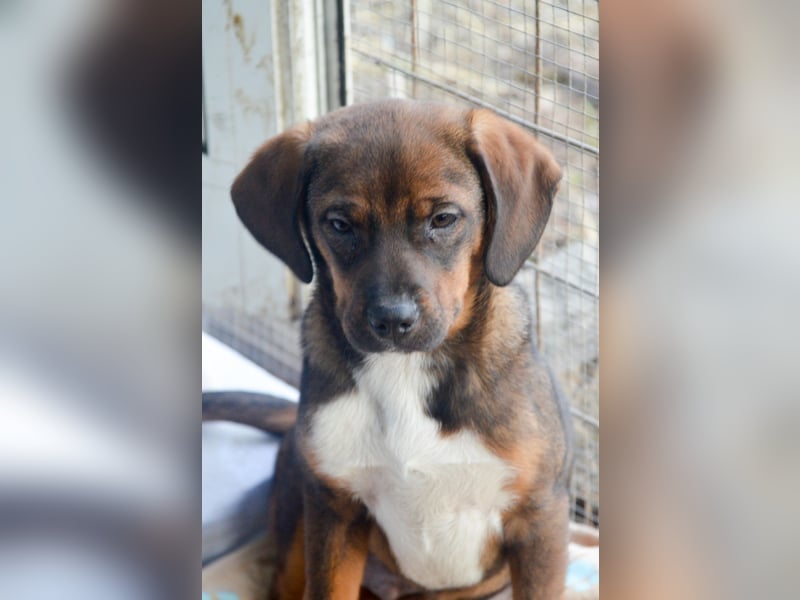 JACK - sanfter Boy sucht Familie zum Kuscheln