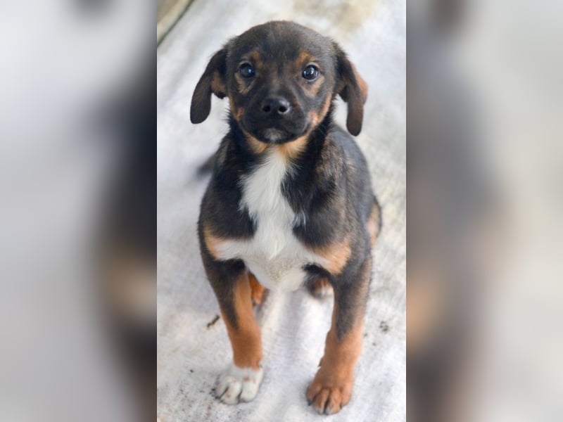 TEDDY - Schmusehund sucht Kuschelkörbchen