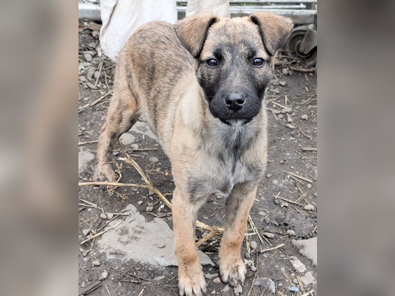 YUKI - süß, sanft, freundlich