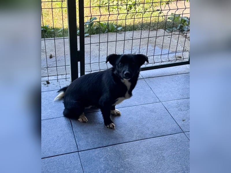 HERA - Zaubermaus sucht ihre Menschen