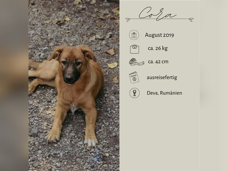 CORA sucht ein sehr ruhiges Zuhause