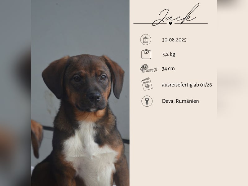 JACK - sanfter Boy sucht Familie zum Kuscheln