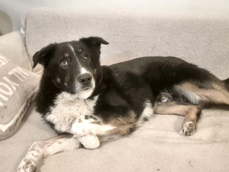 ZEN - der Junge, der sein Glück sucht