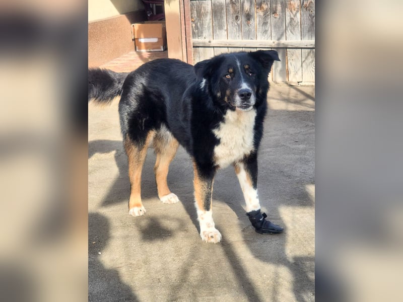 ZEN - der Junge, der sein Glück sucht