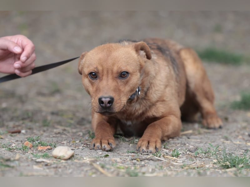 Lucky startet mit deiner Hilfe in sein neues Leben