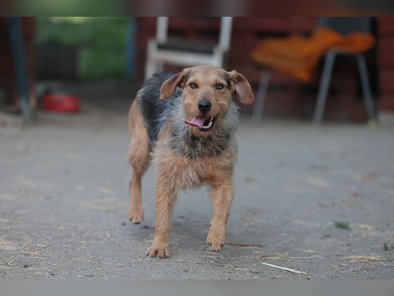 Leilani sucht ein Körbchen gerne zu zweit
