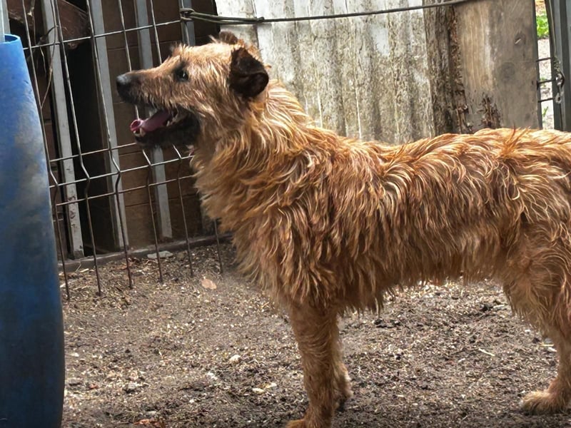 Fibi sucht ein sicheres, liebevolles Zuhause