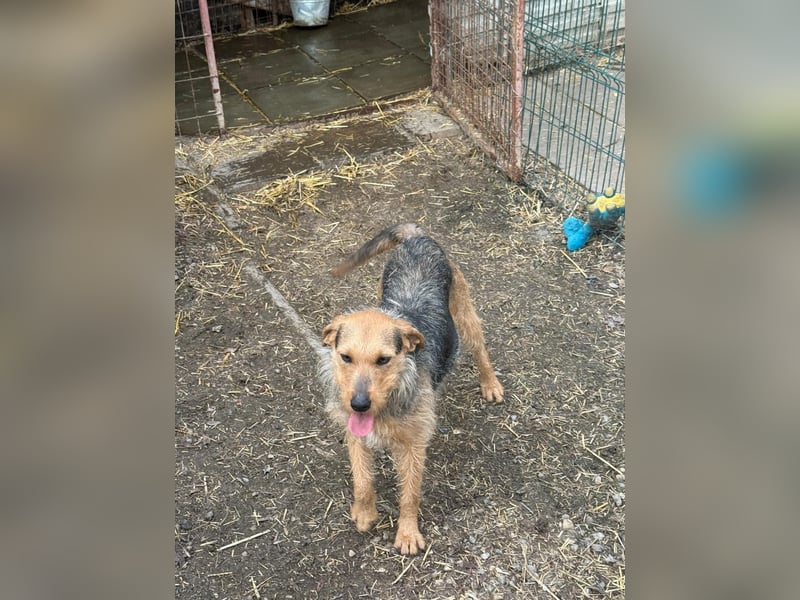 Leilani sucht ein Körbchen gerne zu zweit
