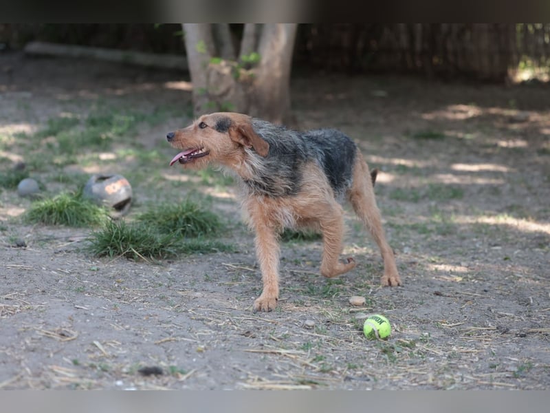 Leilani sucht ein Körbchen gerne zu zweit