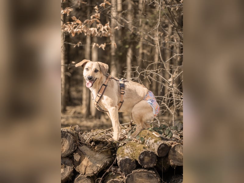 Sonnenschein Tapi mit Handicap wartet in Oberdürenbach