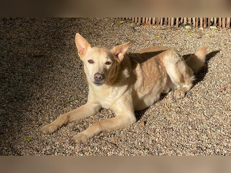 Charmanter Mati sucht ein passendes Zuhause