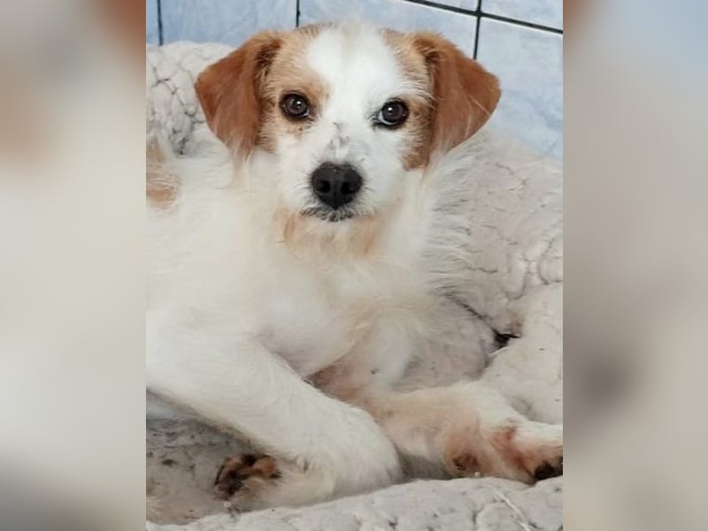 Benji- süßer Kerl mit kleinem Handycap