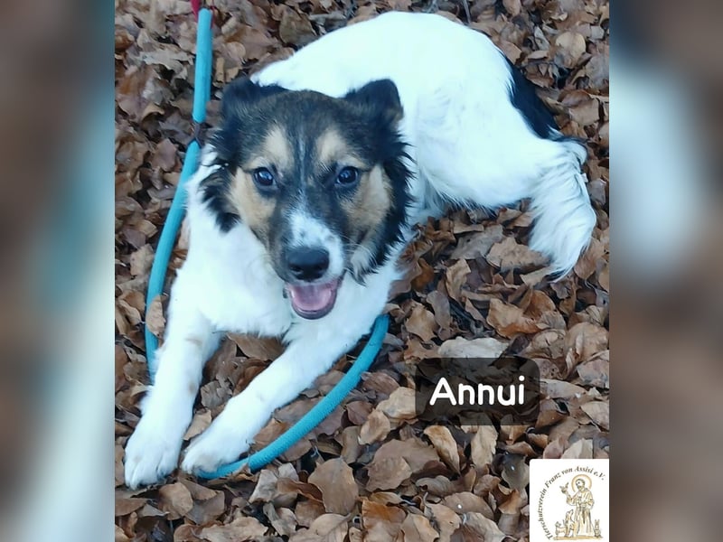 Annui – einmal gesehen, für immer im Kopf!