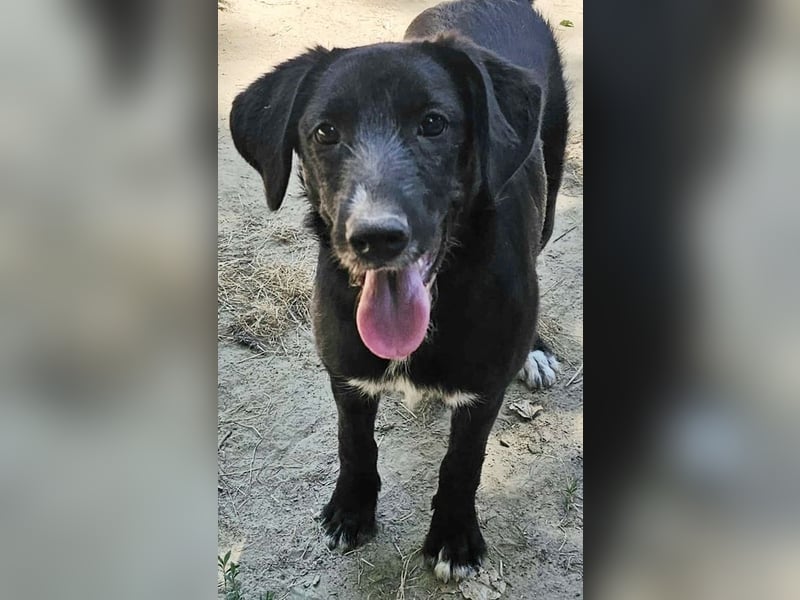 Leni ist freundlich zu Mensch und Hund